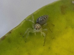 Thyene coccineovittata