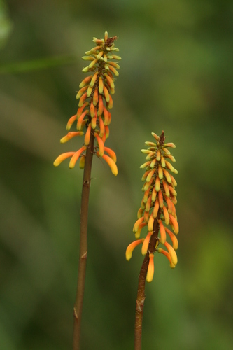 Kniphofia thomsonii, photograph 2