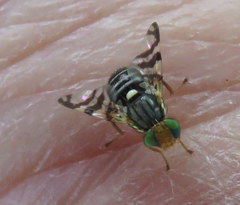 Rhagoletis indifferens