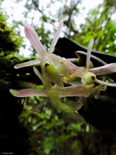 Epidendrum jajense Rchb.f. 2