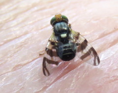 Rhagoletis indifferens