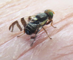 Rhagoletis indifferens