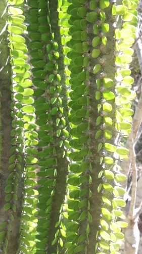 Alluaudia procera