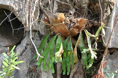 Platycerium quadridichotomum, photograph 2