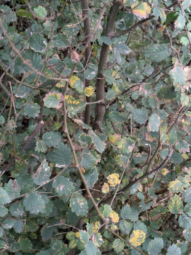 Zelkova carpinifolia (Zelkova carpinifolia)