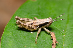 Phaedrotettix