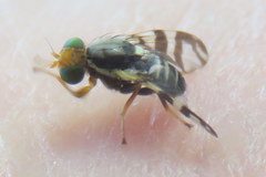 Rhagoletis indifferens