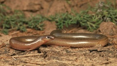 Two-Clawed Worm-Skink photo 3