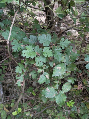 Crataegus pentagyna, photograph 5