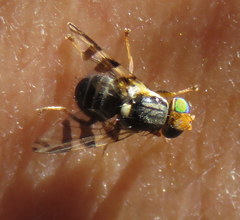 Rhagoletis indifferens