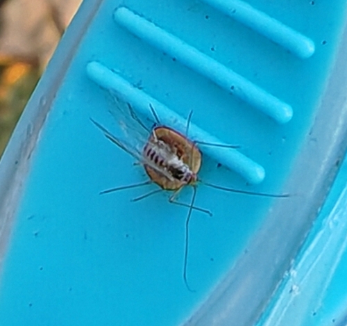Dyscritulus planiceps