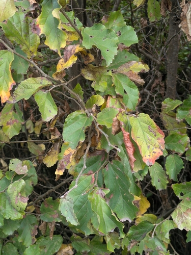 Image of Parrotia persica by (c) portioid, some rights reserved (CC BY)