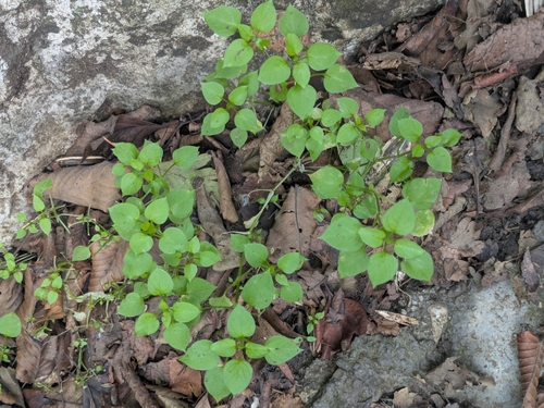 common chickweed
