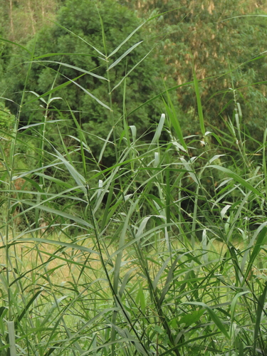 Image of Phragmites karka by (c) chiuluan, some rights reserved (CC BY)