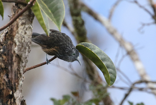 Ptiloprora perstriata, 2017-10-12