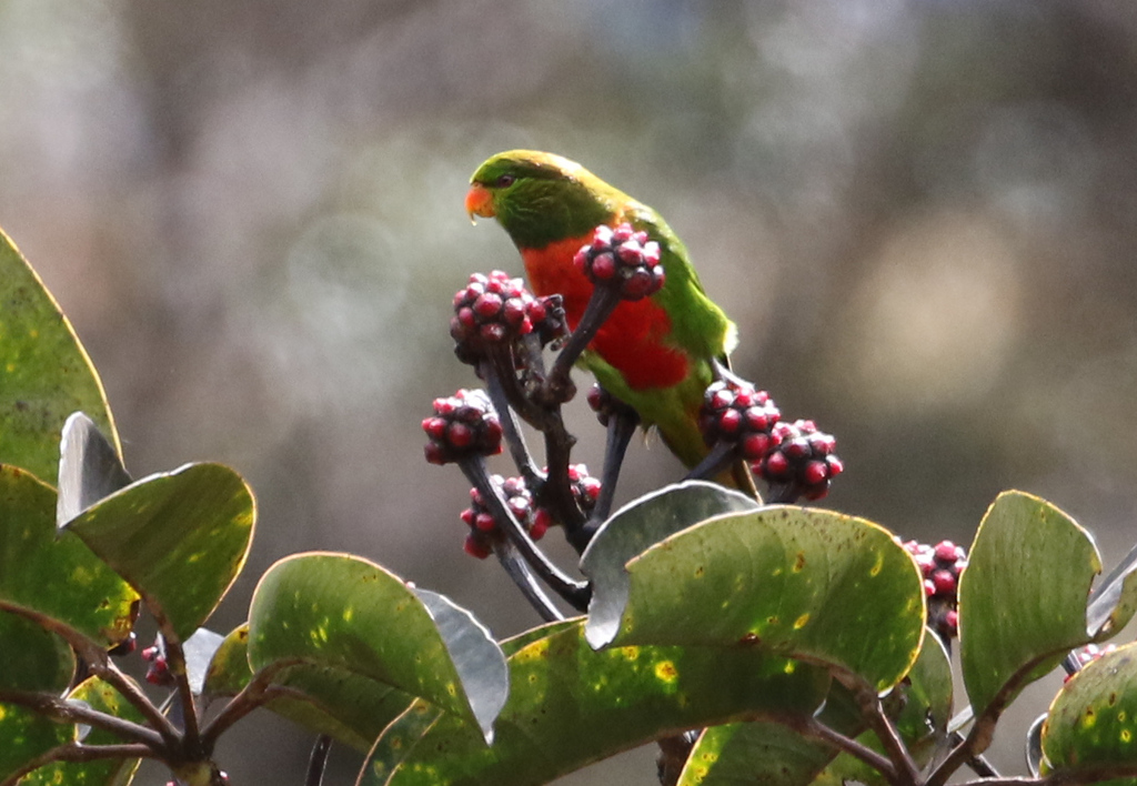 Orange-billed and Yellow-billed Lorikeets