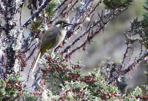 Caligavis subfrenata, 2017-10-12