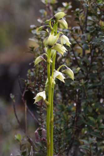Dendrobium acutisepalum observed 2017-10-13