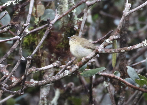 Acanthiza murina, 2017-10-14
