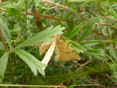 Gandaritis pyraliata