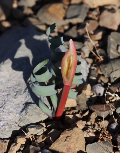 Albany Firelily (Cyrtanthus smithiae)