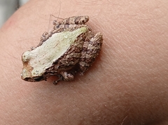 Rivero's Robber Frog photo 5