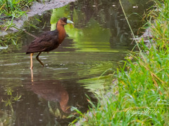 Isabelline Bush-Hen photo 2