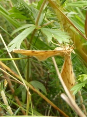 Gandaritis pyraliata