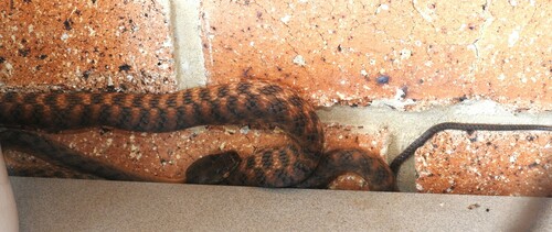 Brown Tree Snake sighting