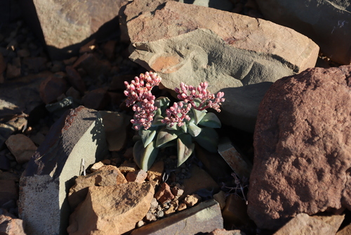 Crassula deltoidea