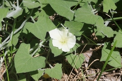 Calystegia malacophylla malacophylla