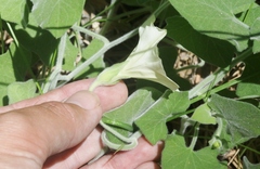 Calystegia malacophylla malacophylla