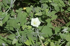 Calystegia malacophylla malacophylla