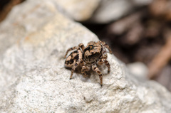 Habronattus fallax