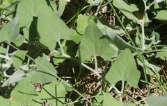 Calystegia malacophylla malacophylla