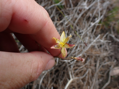 Image of Cyanella lutea by (c) Eugene Hahndiek, some rights reserved (CC BY-SA)