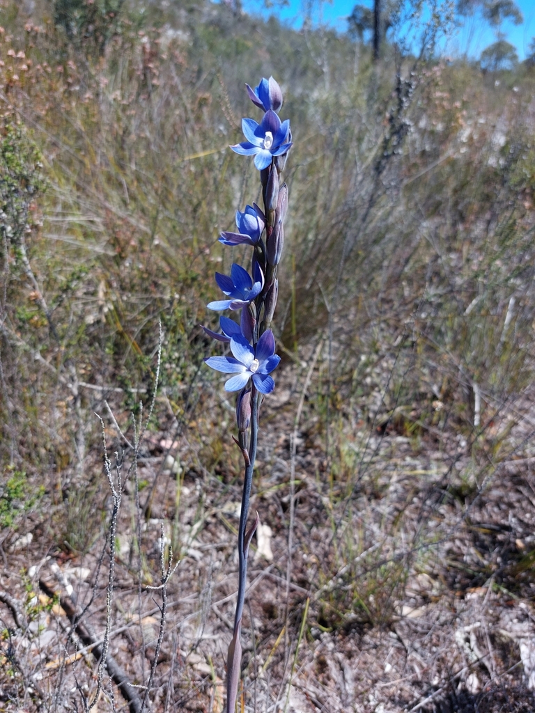 Thelymitra aristata