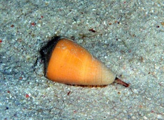 Conus quercinus image