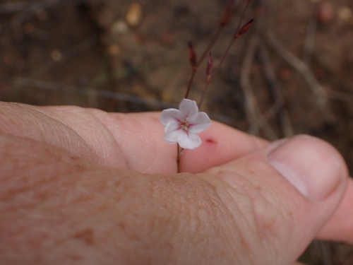 Image of Limonium anthericoides by (c) Eugene Hahndiek, some rights reserved (CC BY-SA)