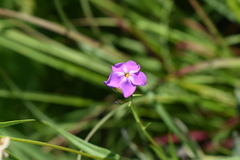 Phlox glaberrima interior