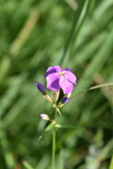 Phlox glaberrima interior