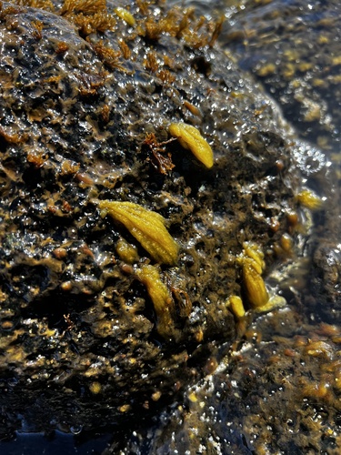 Asteronema breviarticulatum observed 2024-11-10