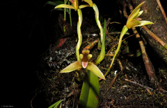 Maxillaria acuminata