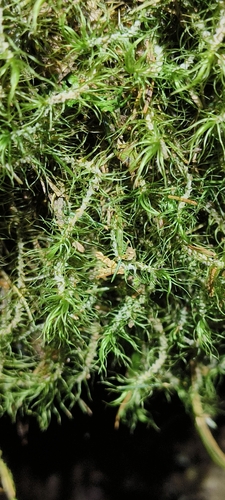 Huperzia somae iNat (1)