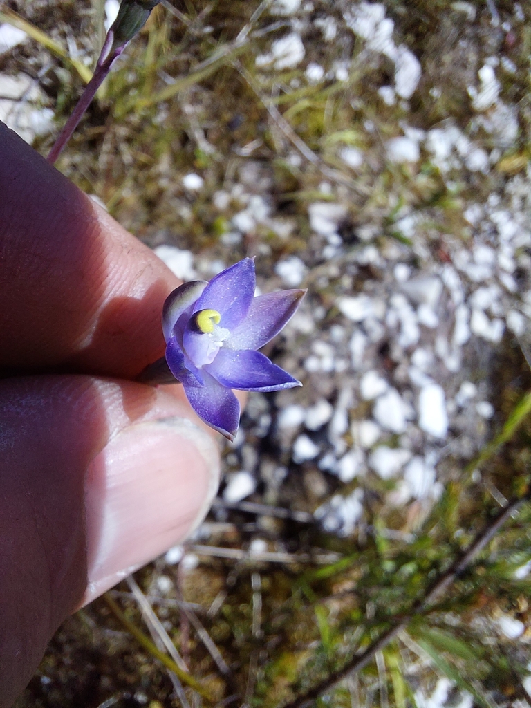 Thelymitra exigua