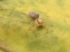 Thyene coccineovittata