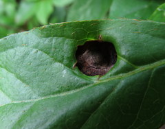 Exobasidium vaccinii