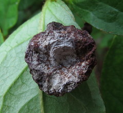 Exobasidium vaccinii