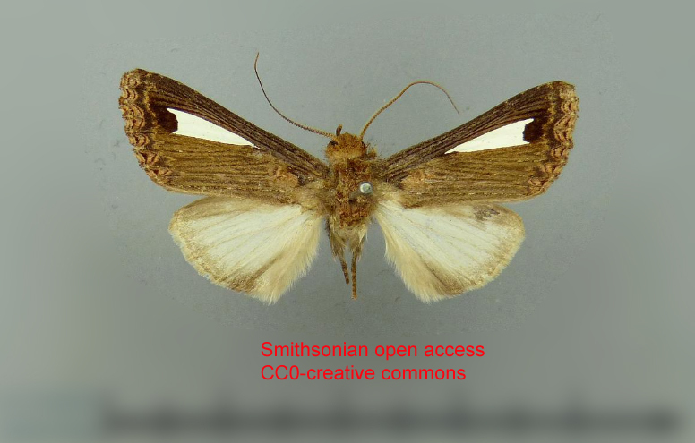 Notoplusia marchiana