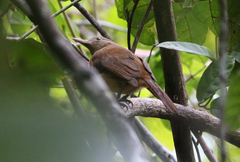 Variable Pitohui photo 1